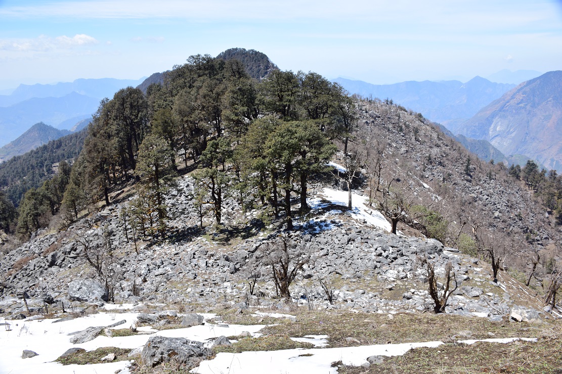 हिमाली वन विनाशकाे डरलाग्दाे चित्र : नांगिए हरिया डाँडा, विज्ञ भन्छन्, 'संकटकाे संकेत'